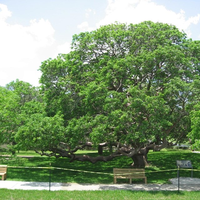 Largest species of Gumbo Limbo in North America at De Soto NM.